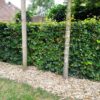 HOUTVERSNIPPERAAR (BENZINE) - Afbeelding 17